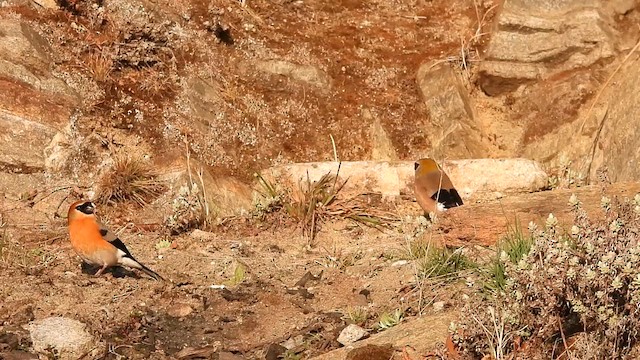 Red-headed Bullfinch - ML618655888