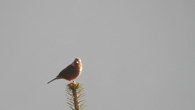 Himalayan Beautiful Rosefinch - ML618655893