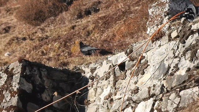 Red-billed Chough - ML618655898