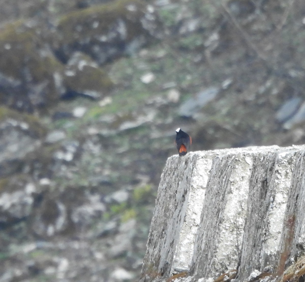 White-capped Redstart - ML618655912