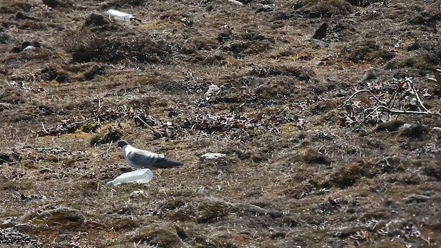 Snow Pigeon - ML618655954