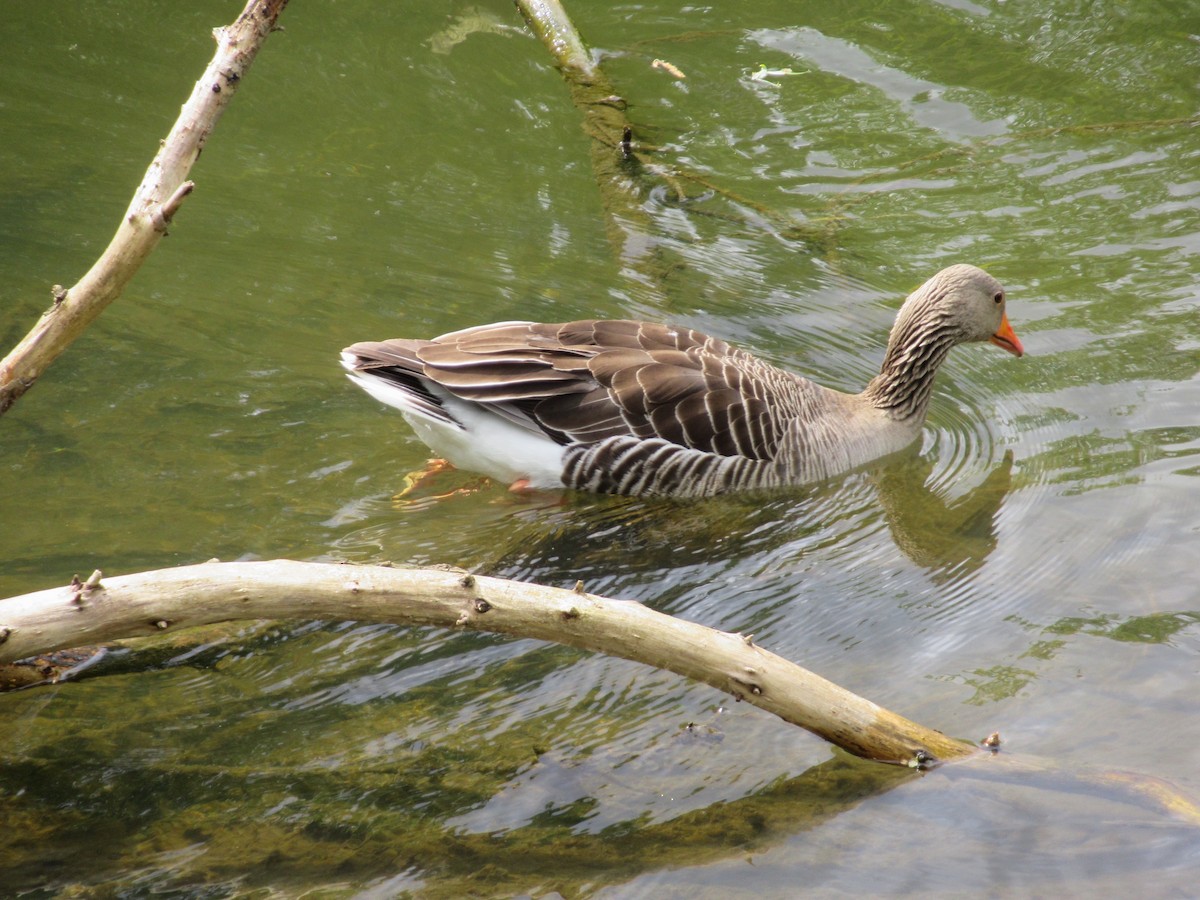 Graylag Goose - ML618655964