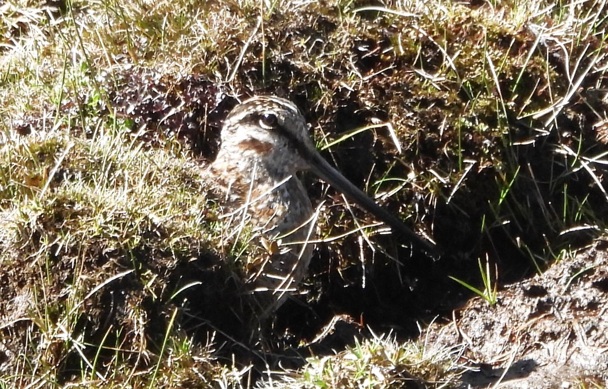 Solitary Snipe - ML618655971