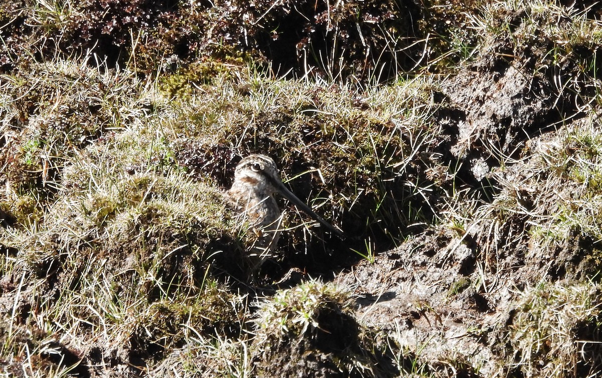 Solitary Snipe - ML618655973