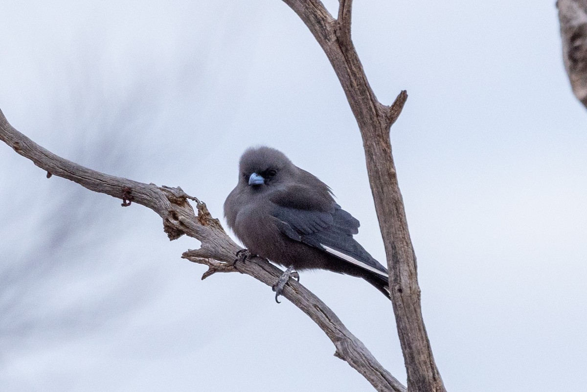 Black-faced Woodswallow - Richard and Margaret Alcorn