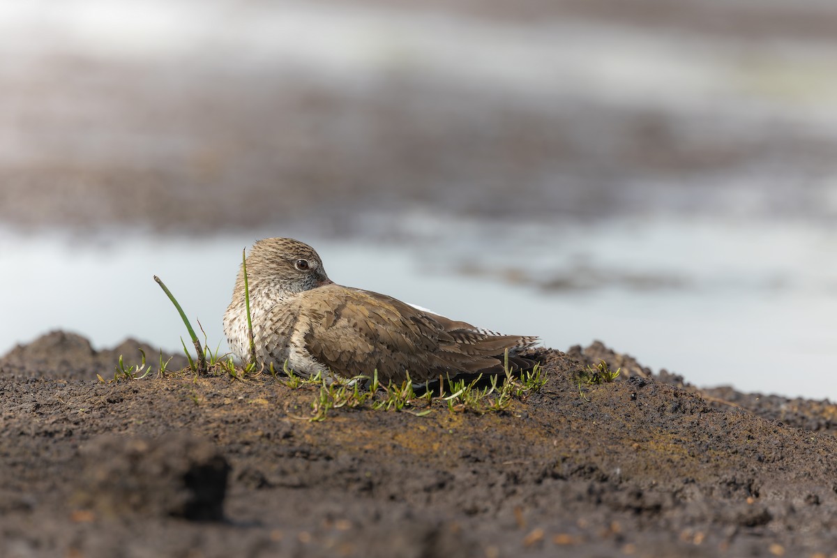 Common Redshank - Piet Grasmaijer