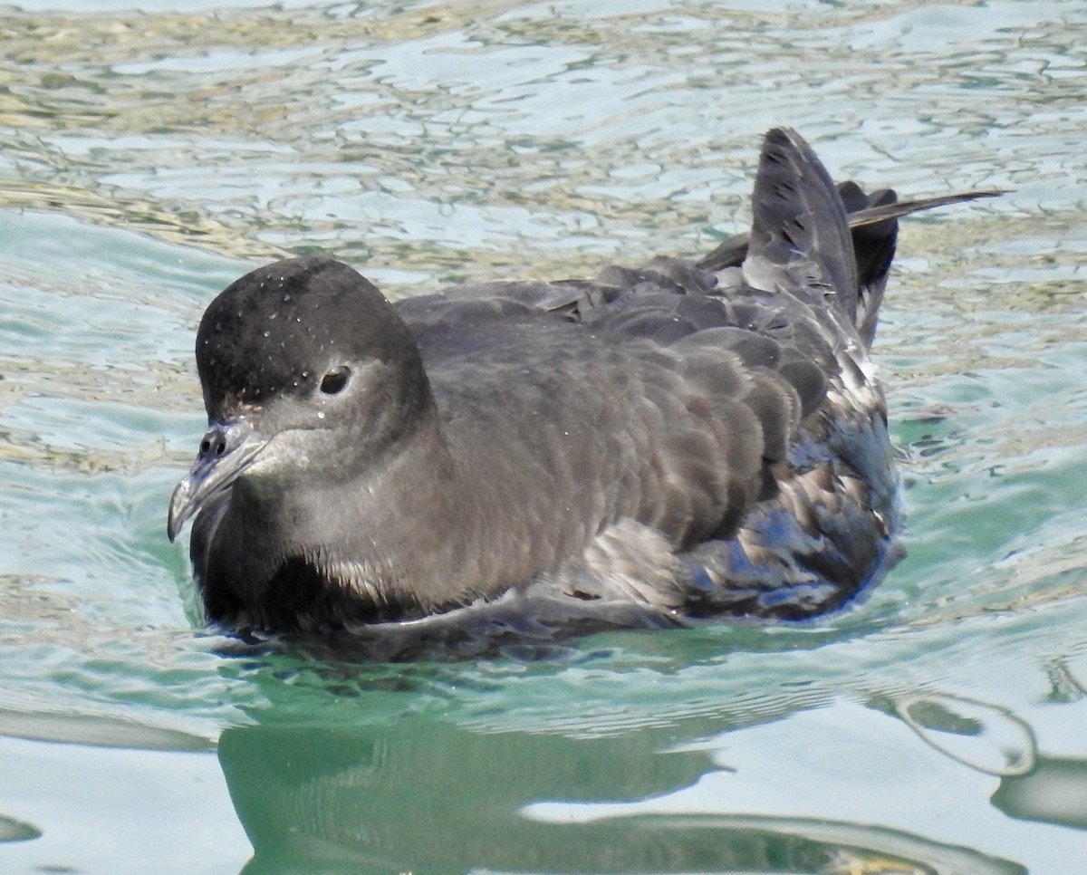 Short-tailed Shearwater - Lehi Archibald