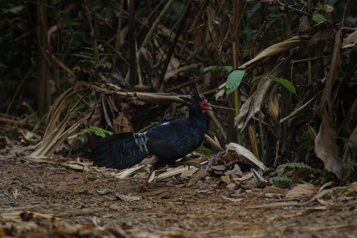 Kalij Pheasant - ML618656066