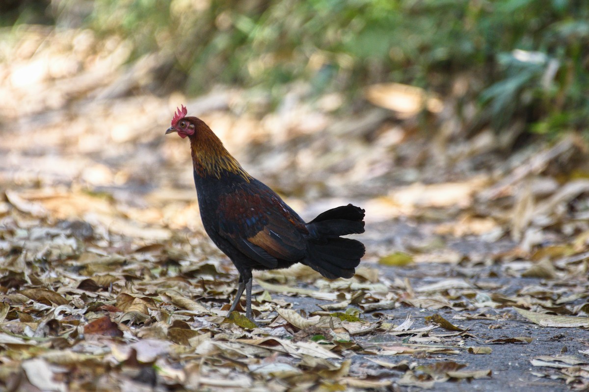 Red Junglefowl - Bapyndap Ryndem