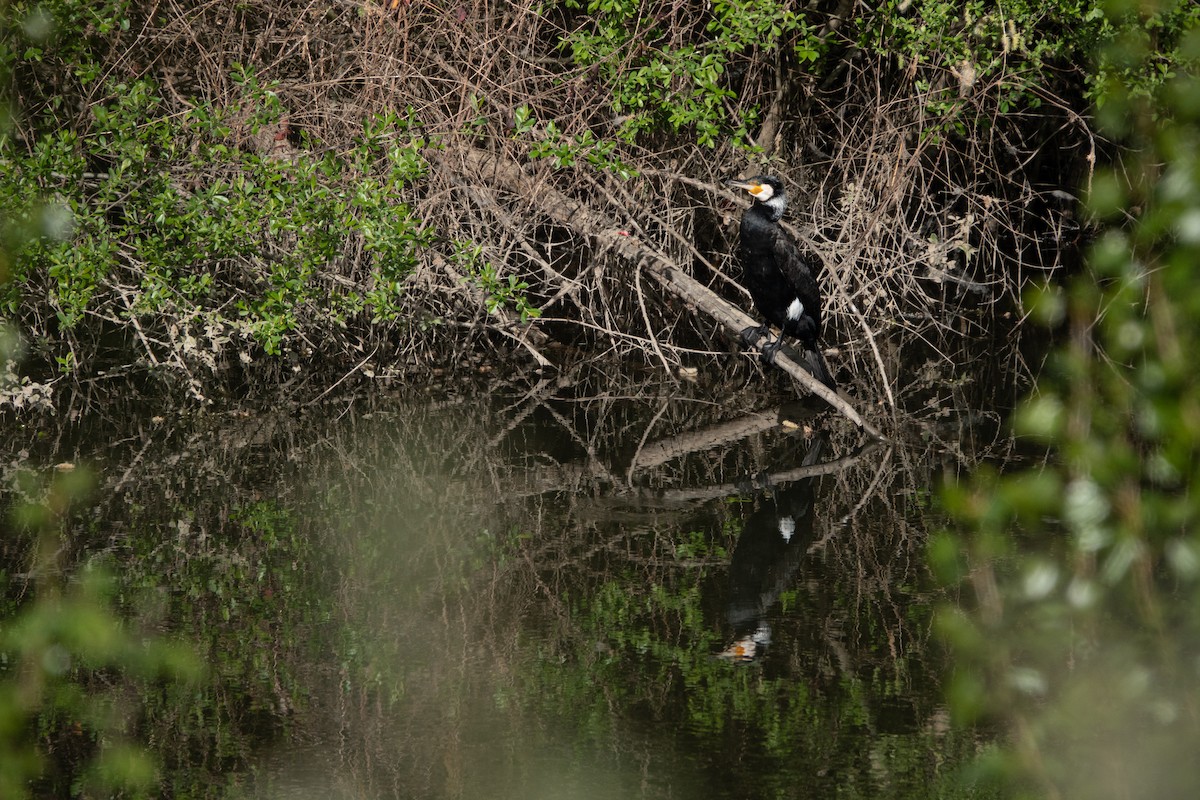 Great Cormorant - ML618656081