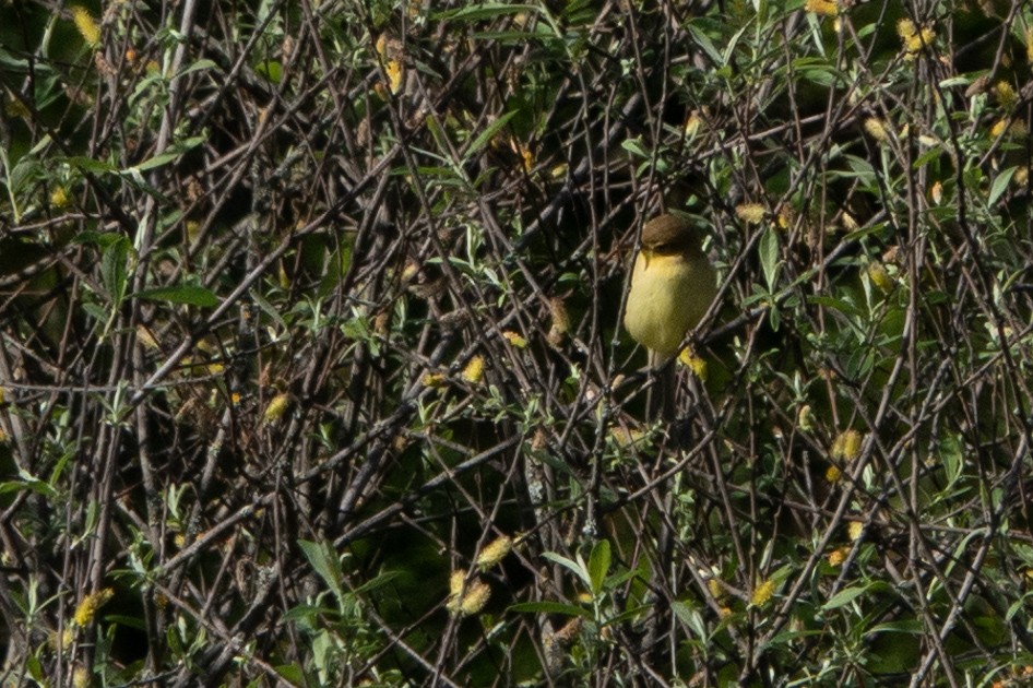 Melodious Warbler - ML618656087