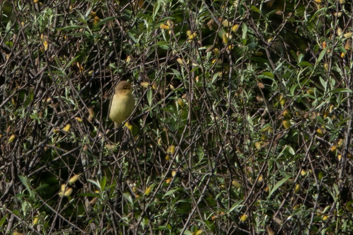 Melodious Warbler - ML618656088