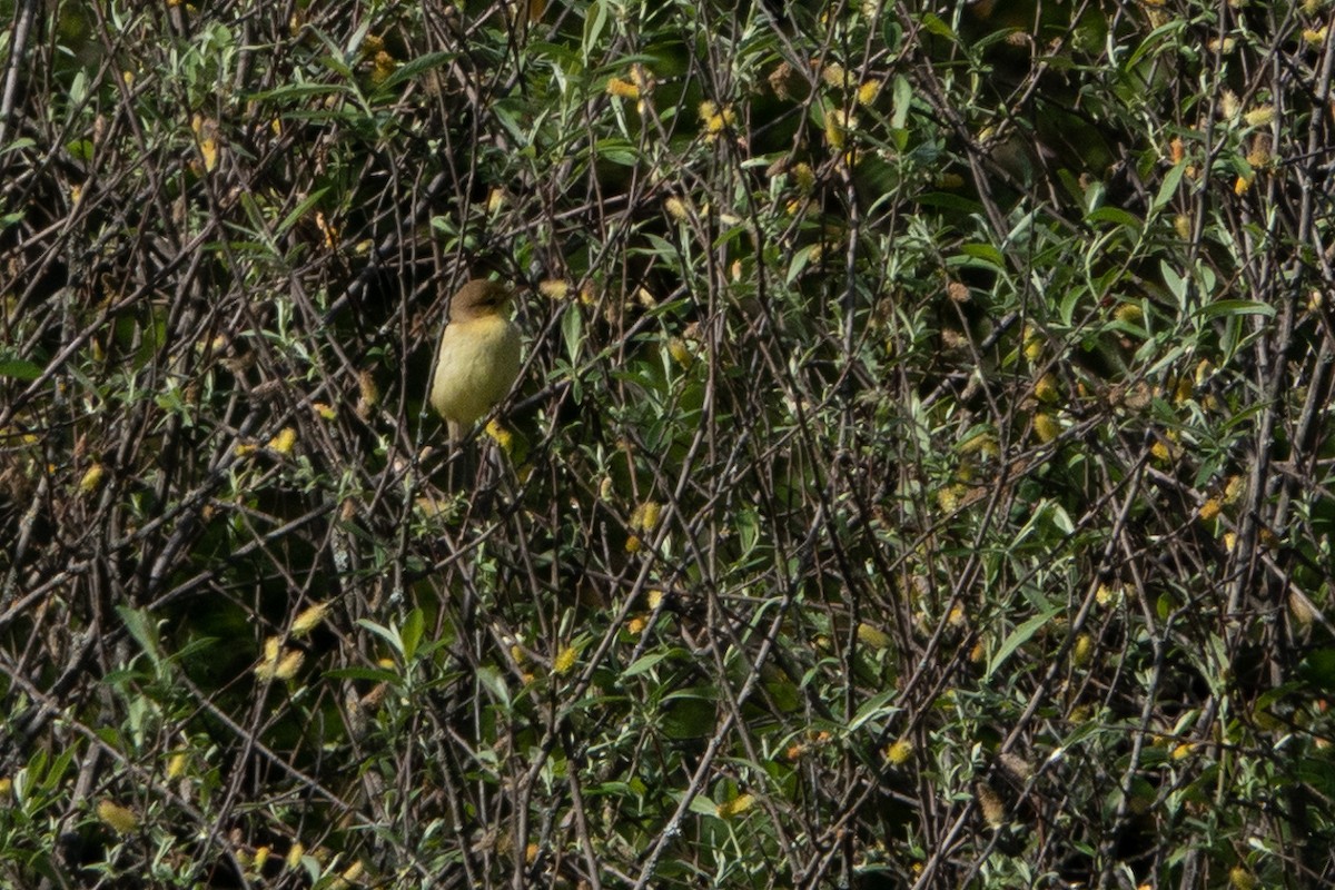 Melodious Warbler - ML618656089