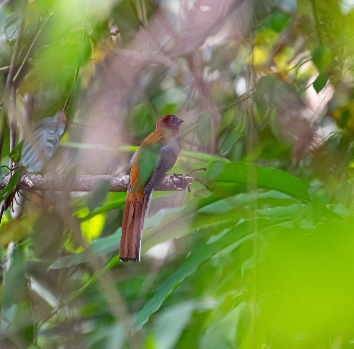 Red-headed Trogon - ML618656102