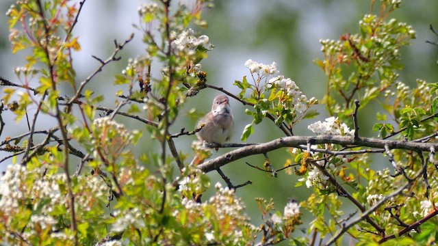 pěnice hnědokřídlá - ML618656168