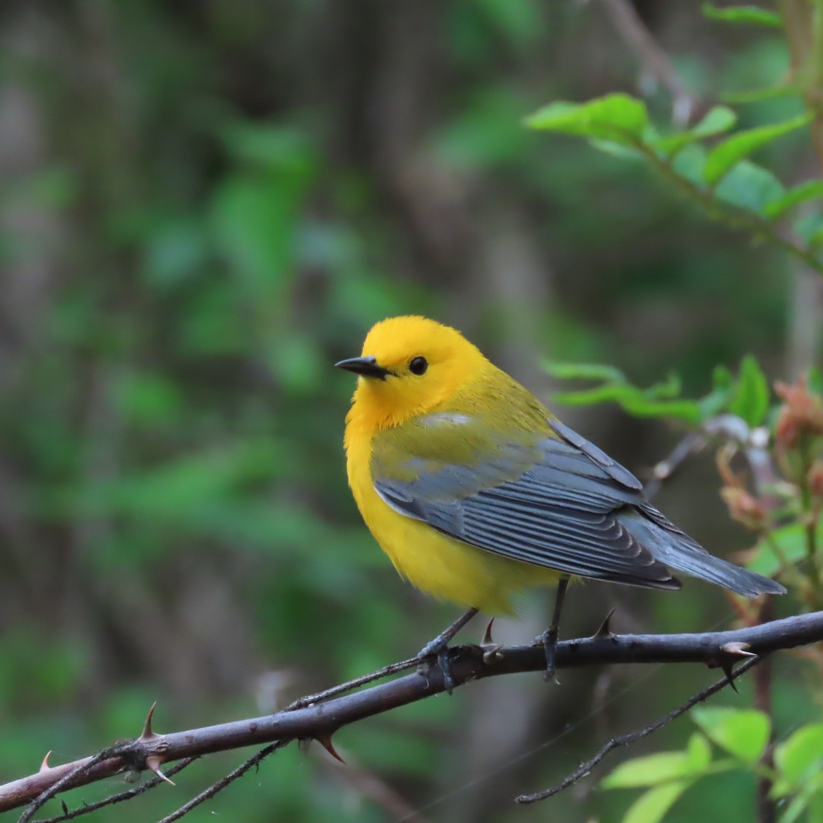 Prothonotary Warbler - ML618656170