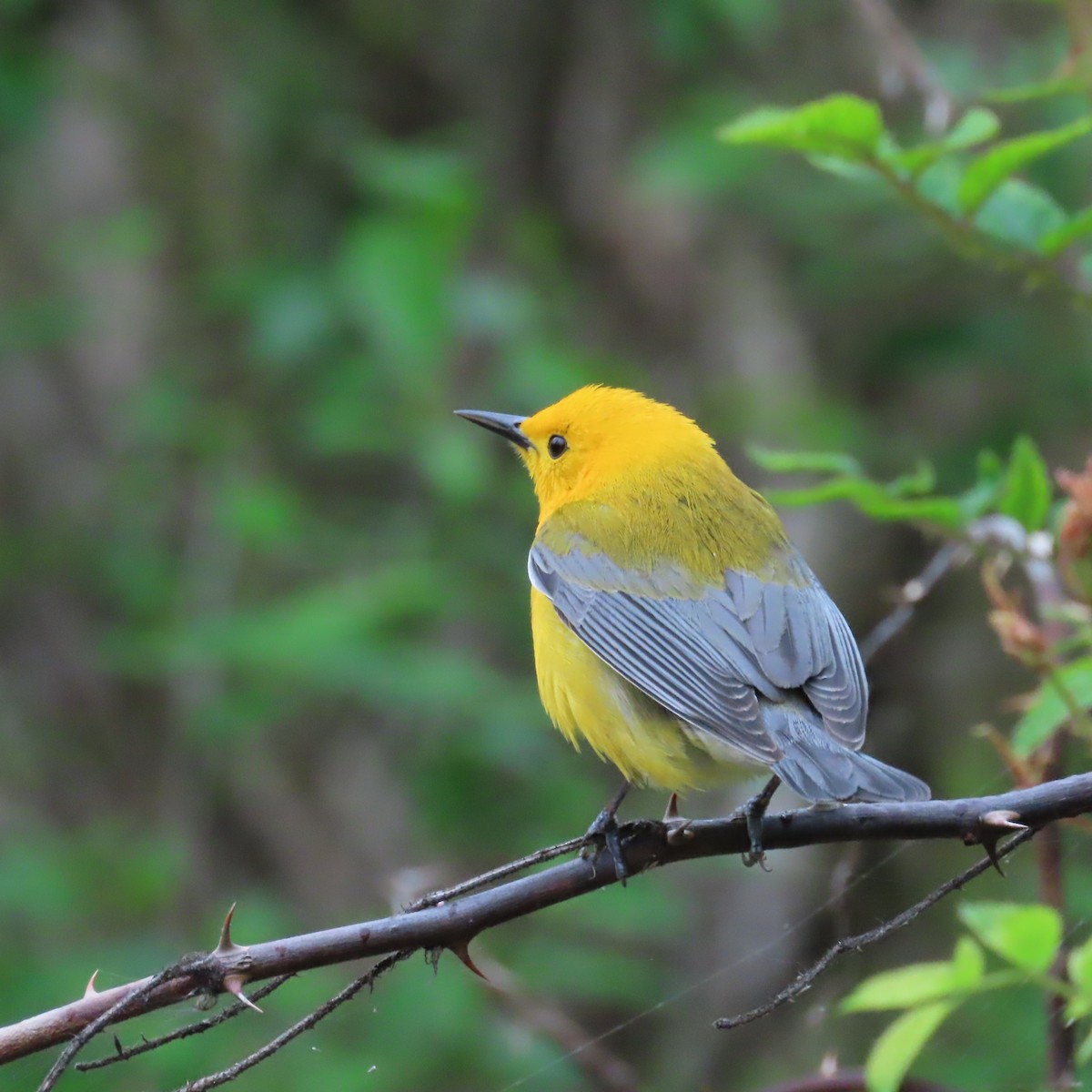 Prothonotary Warbler - ML618656171