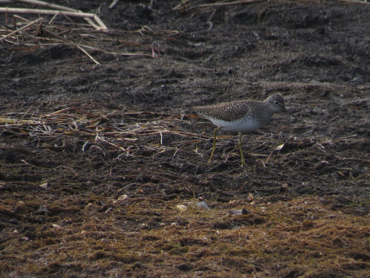 Solitary Sandpiper - Levi Grudzinski