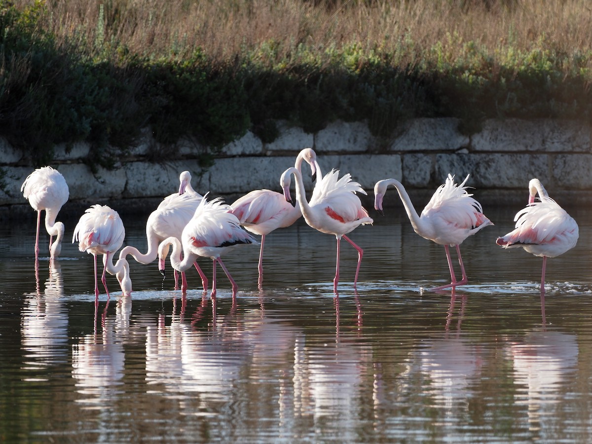 Greater Flamingo - Jonny Rankin