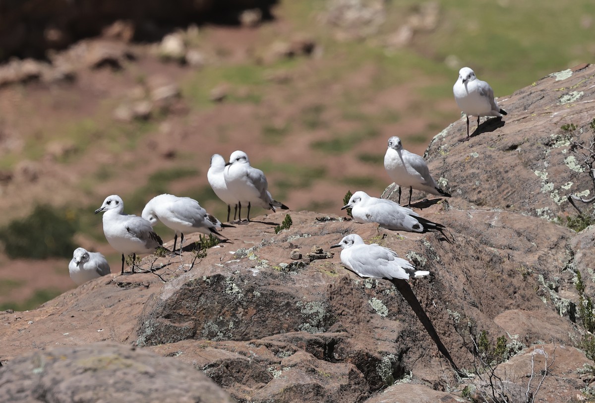 Andean Gull - ML618656224