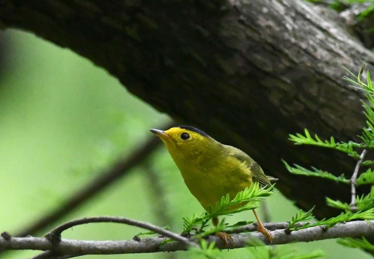 Wilson's Warbler - ML618656226