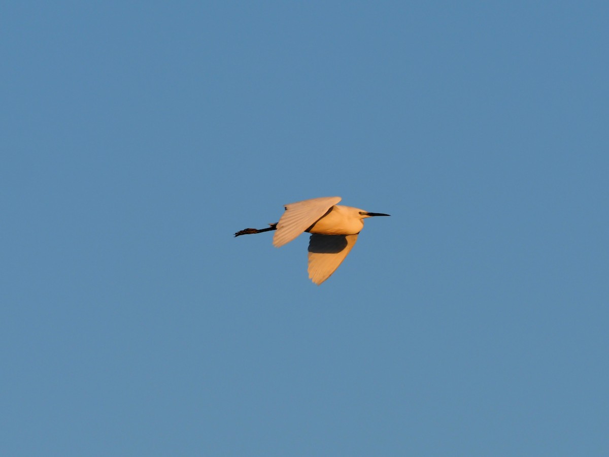 Little Egret - Jonny Rankin