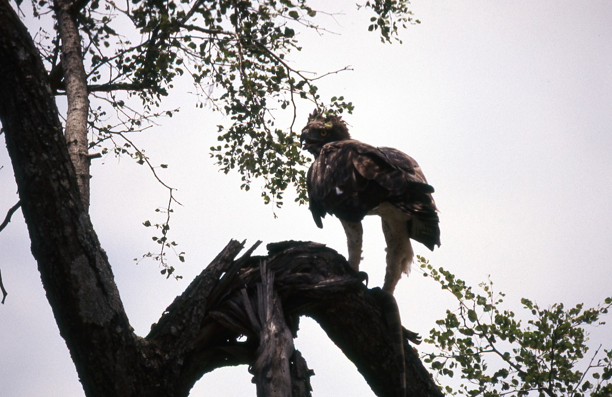 Martial Eagle - Jonathan Boucher