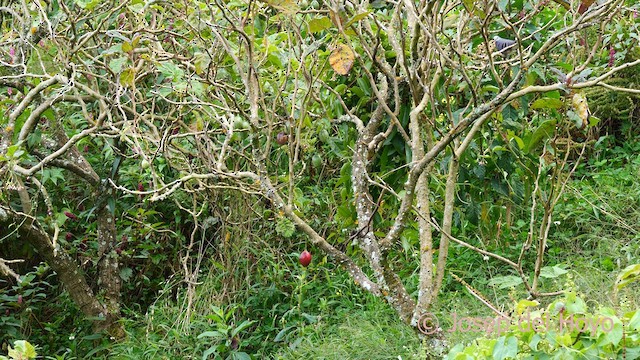 Maroon-chested Ground Dove - ML618656261