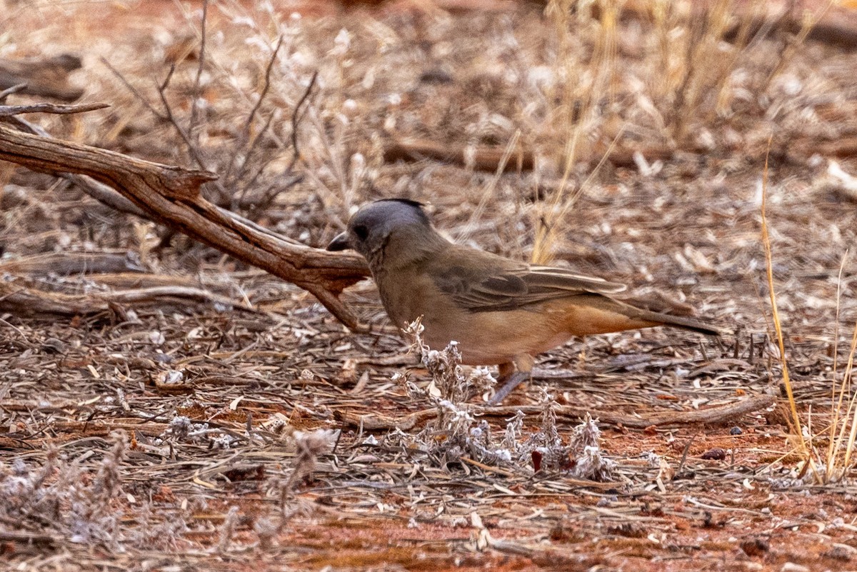 Crested Bellbird - ML618656280