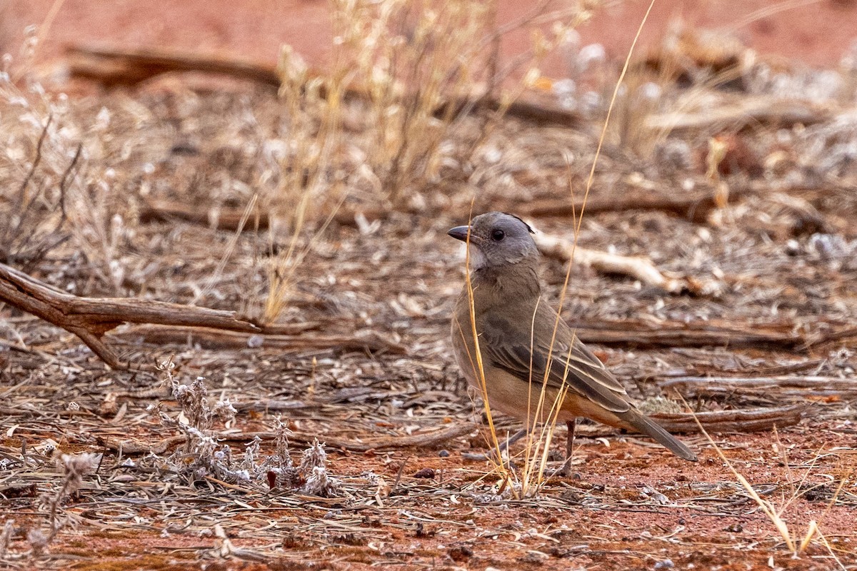 Crested Bellbird - ML618656282