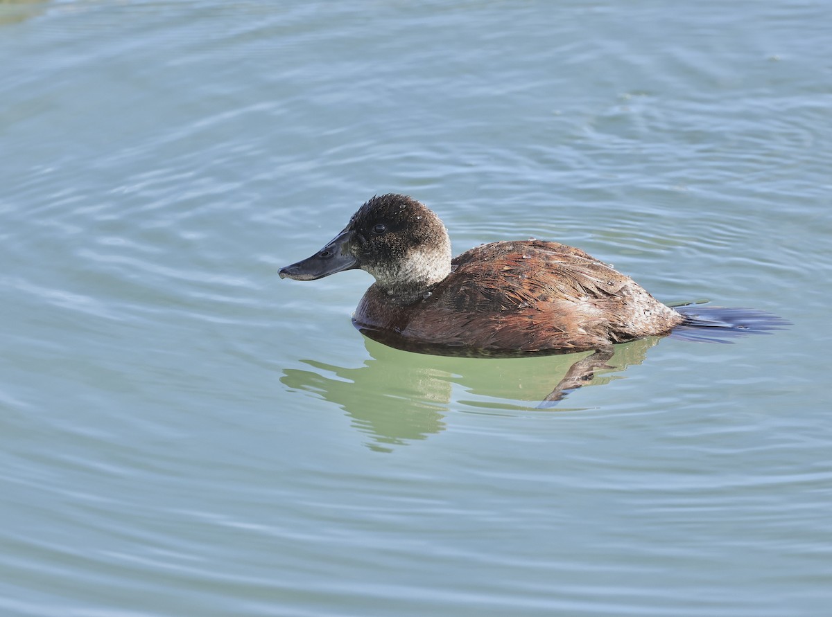 Andean Duck - Albert Linkowski