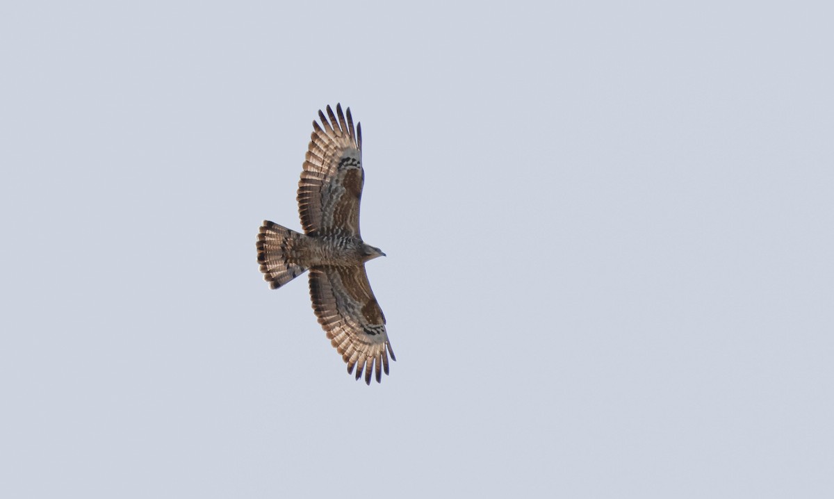 European x Oriental Honey-buzzard (hybrid) - ML618656293