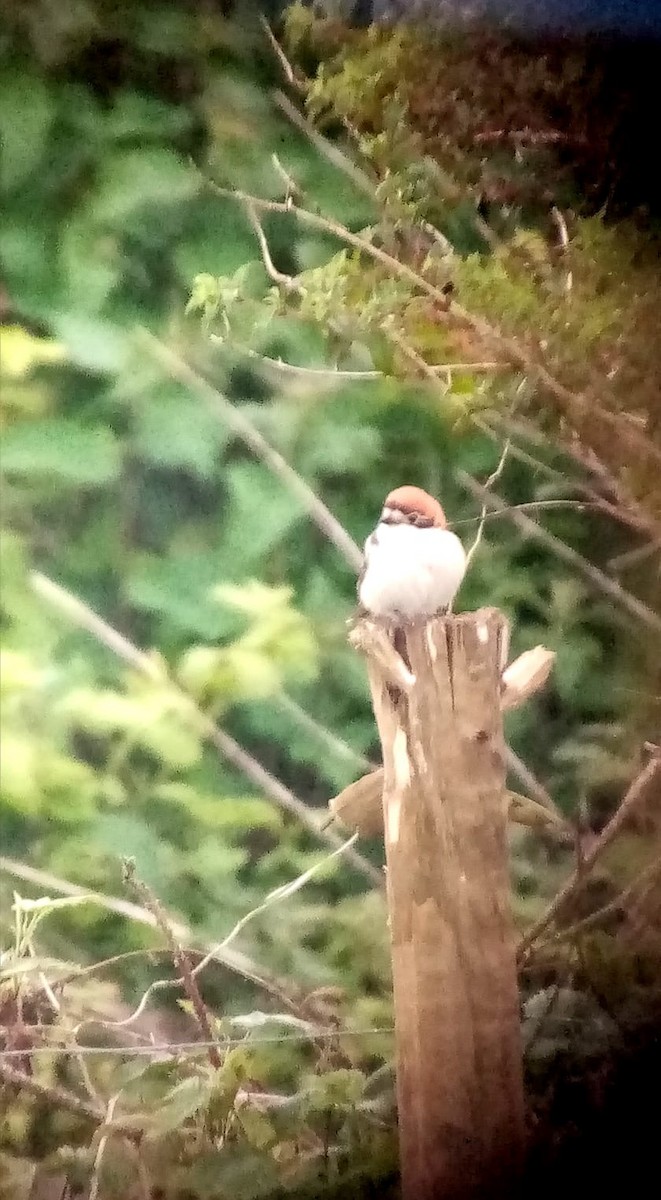 Woodchat Shrike - ML618656306