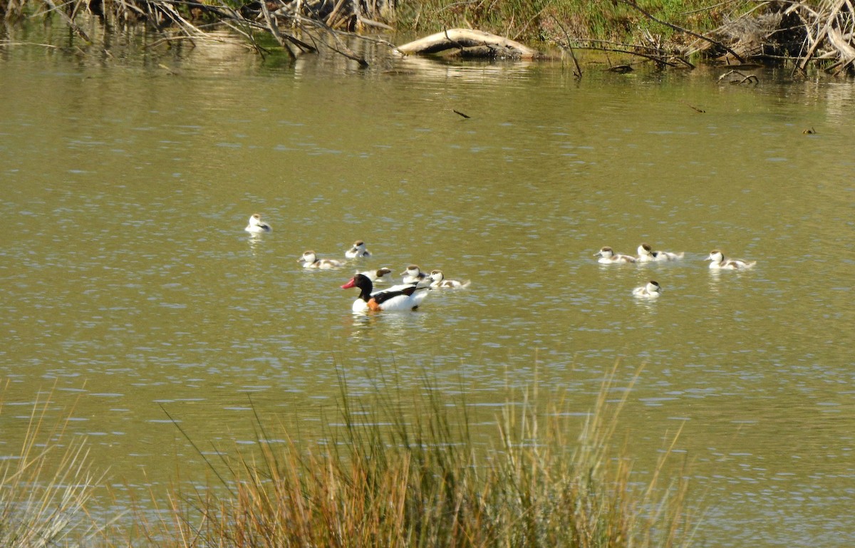 花鳧 - ML618656325