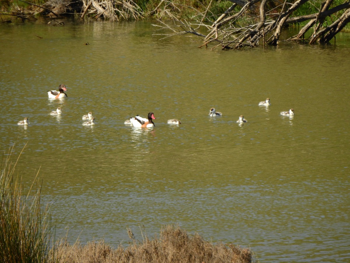 花鳧 - ML618656328