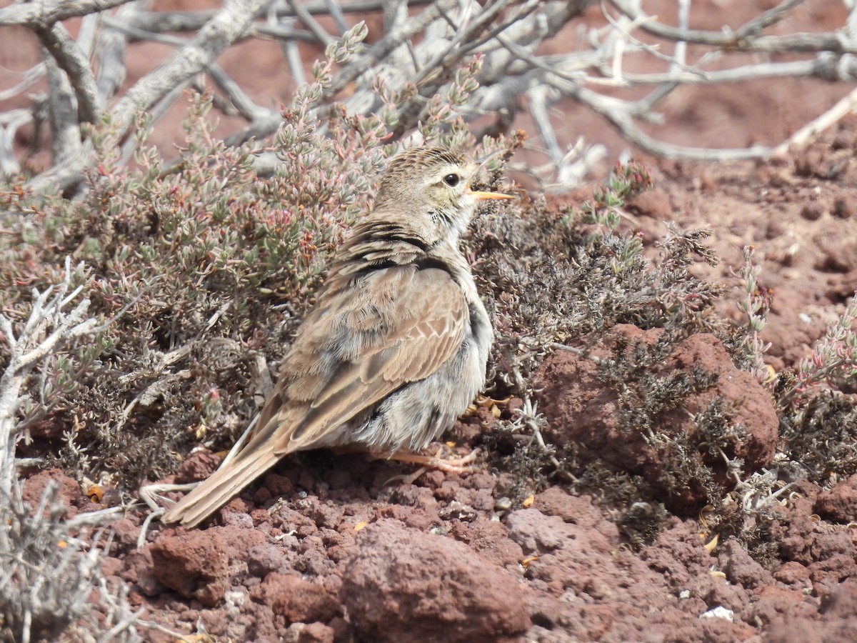 Berthelot's Pipit - Dani G. Jambrina