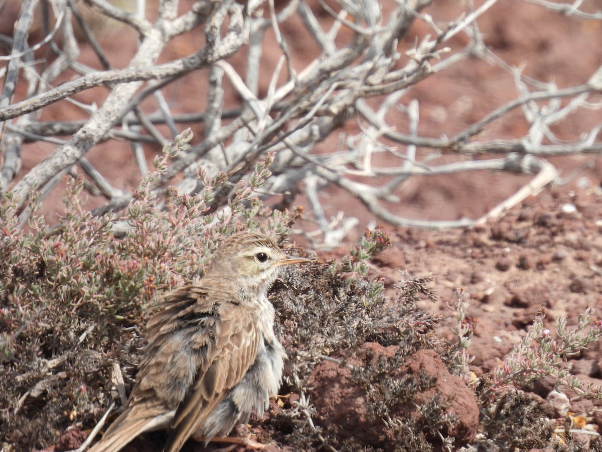 Berthelot's Pipit - Dani G. Jambrina