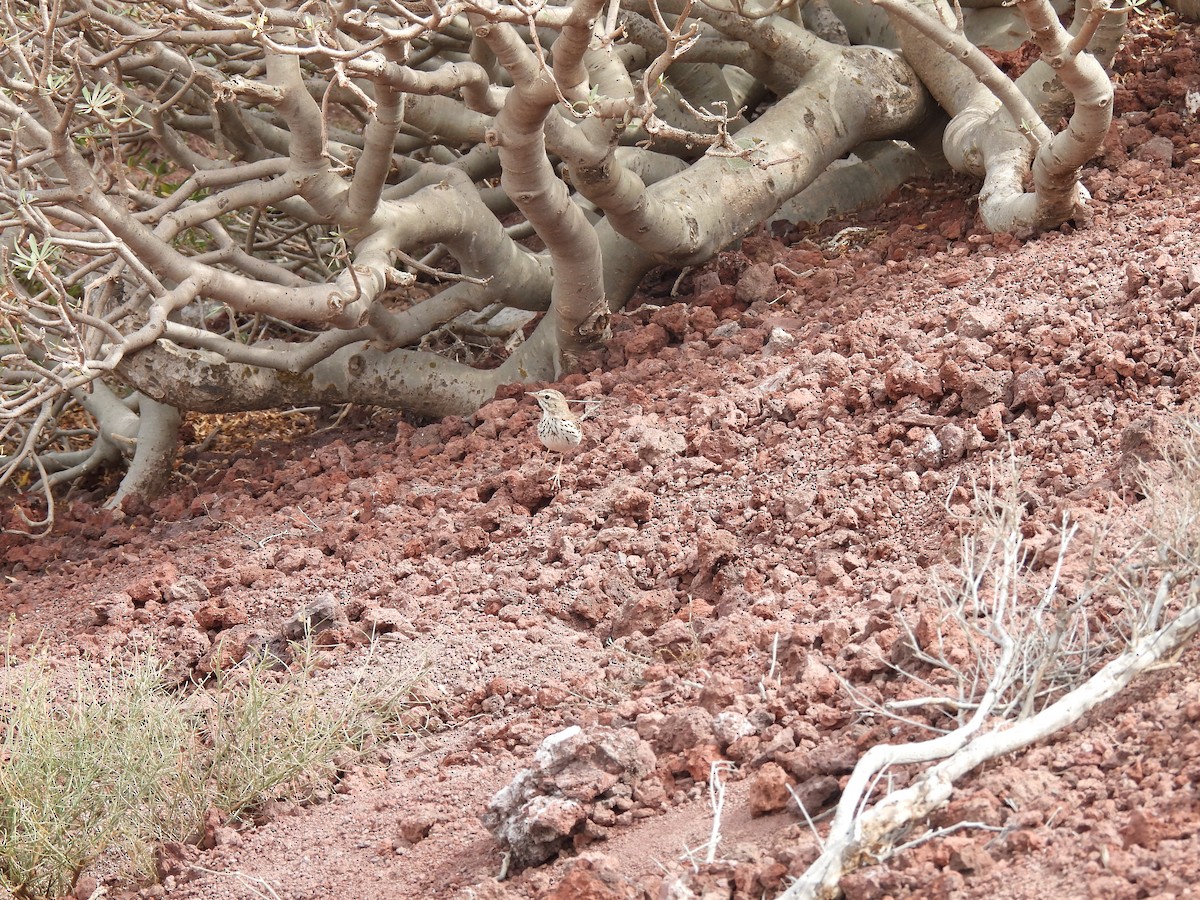 Berthelot's Pipit - Dani G. Jambrina