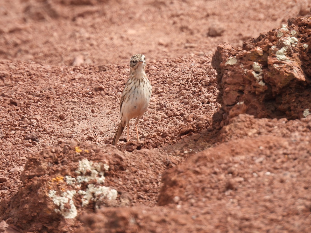 Berthelot's Pipit - Dani G. Jambrina