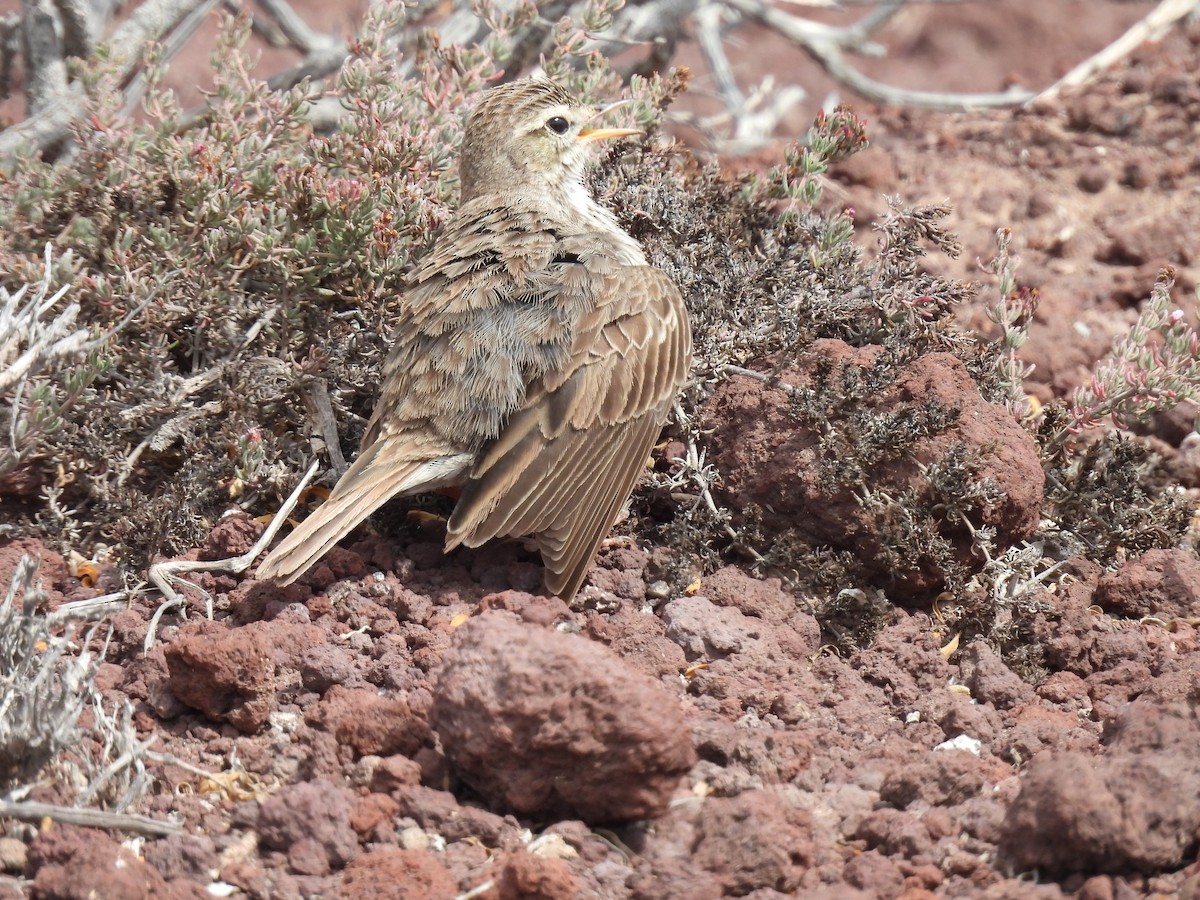 Berthelot's Pipit - Dani G. Jambrina