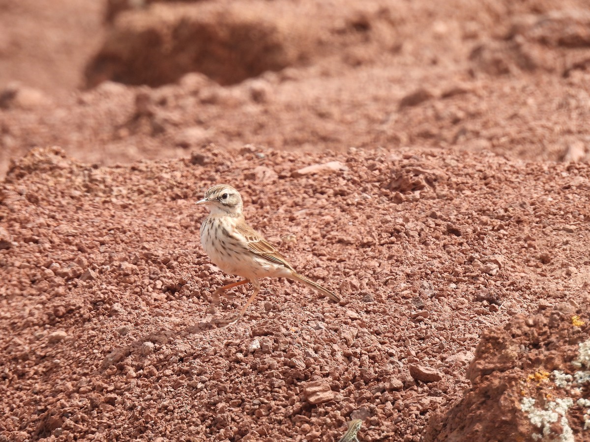 Berthelot's Pipit - Dani G. Jambrina