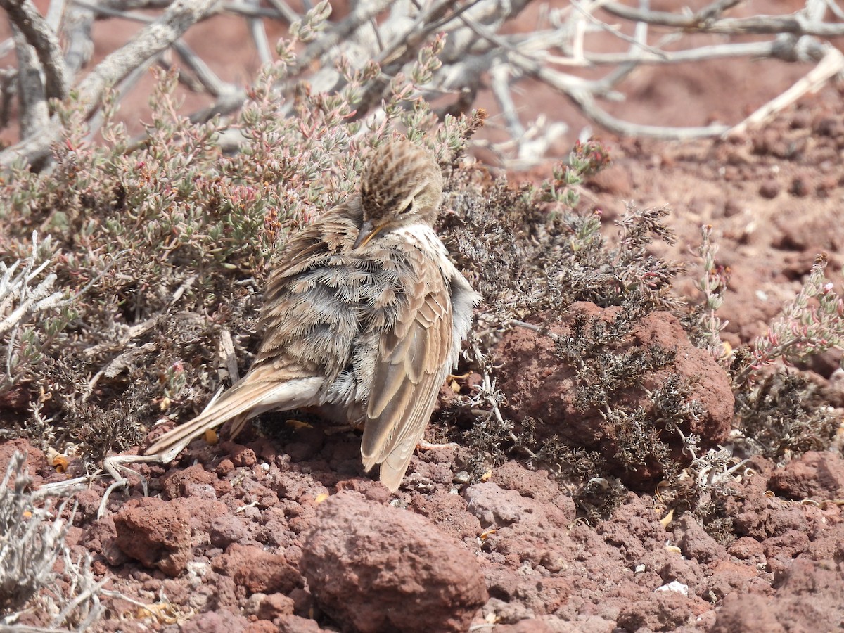 Berthelot's Pipit - Dani G. Jambrina