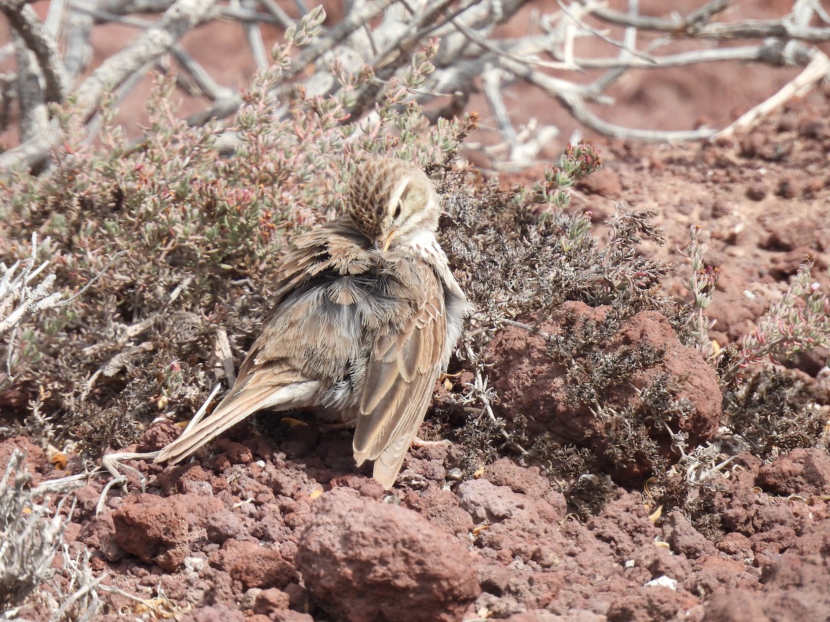 Berthelot's Pipit - Dani G. Jambrina