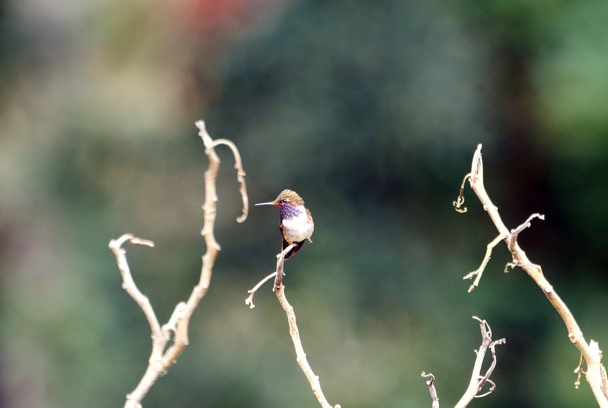 Volcano Hummingbird (Heliotrope-throated) - Josep del Hoyo