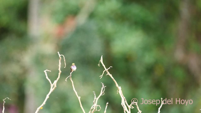 Colibrí Volcanero (torridus) - ML618656393