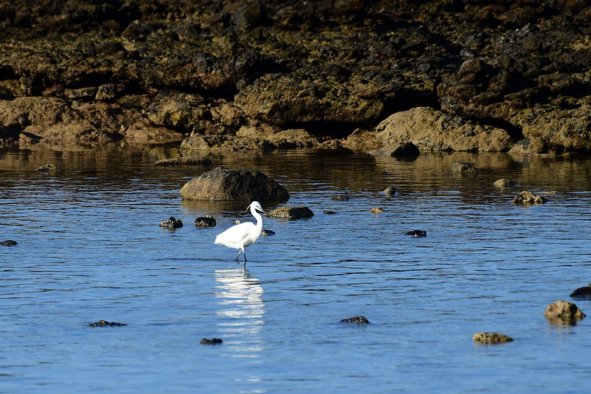 Little Egret - Igor Długosz