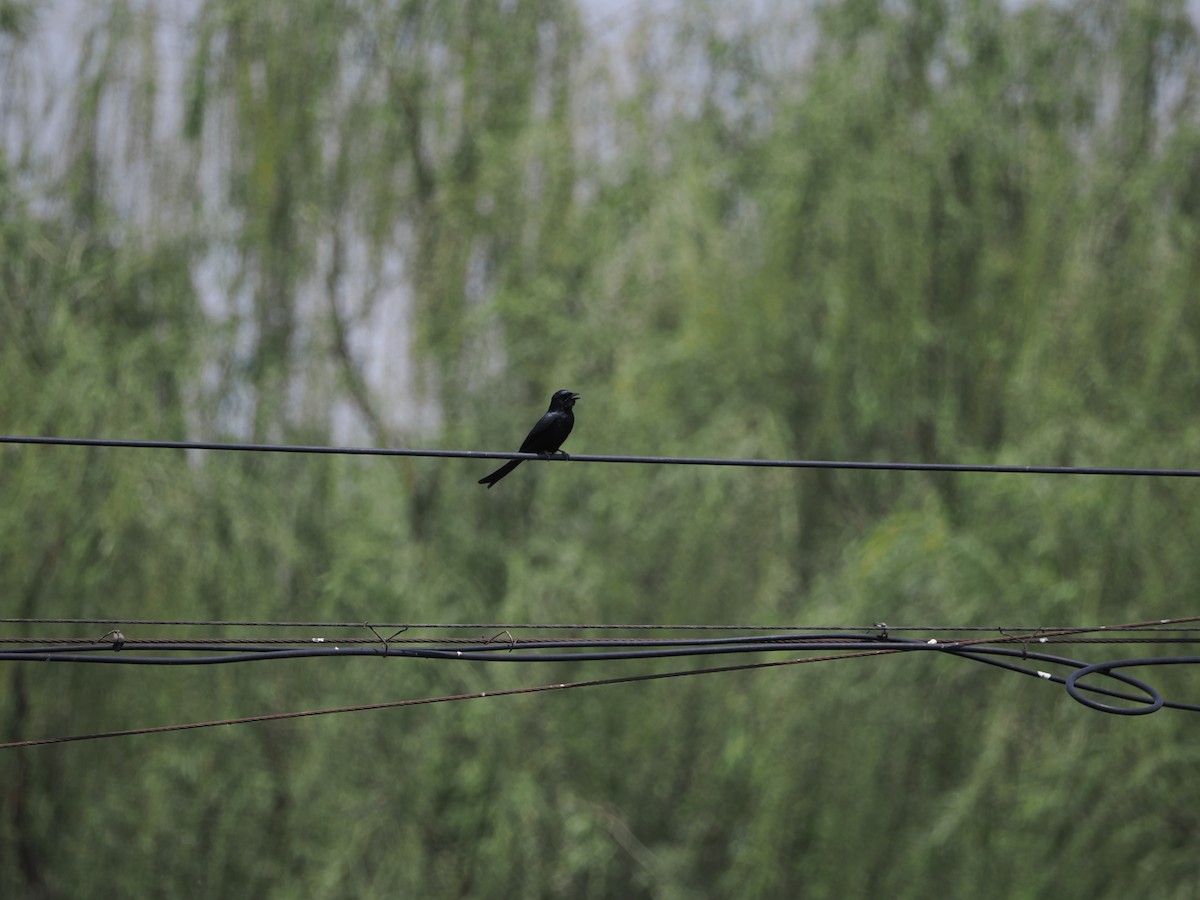 Black Drongo - Yawei Zhang