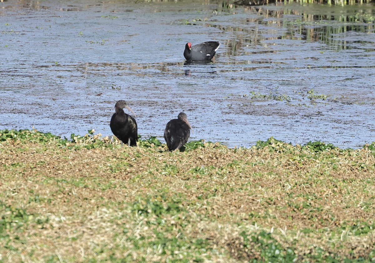 Puna Ibis - ML618656421