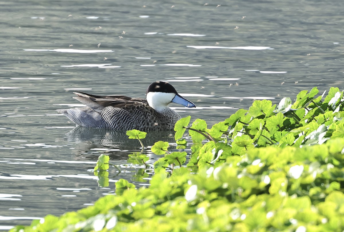 Puna Teal - Albert Linkowski