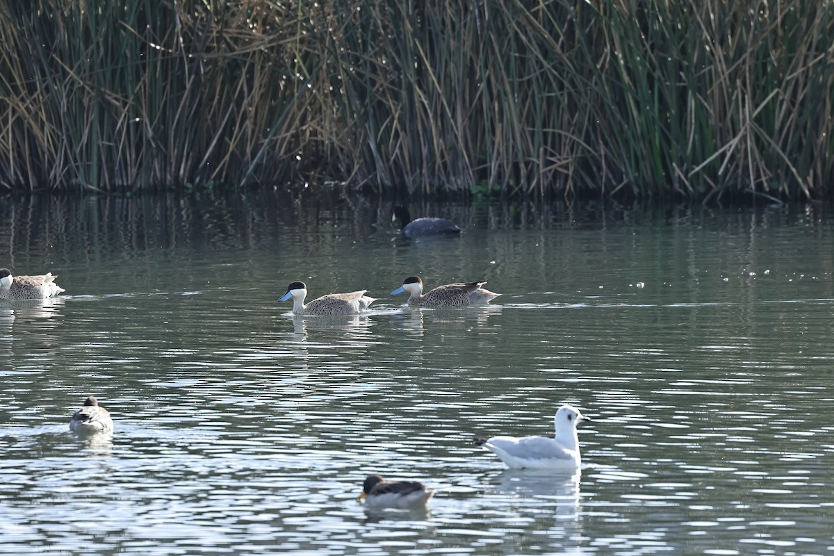 Puna Teal - Albert Linkowski